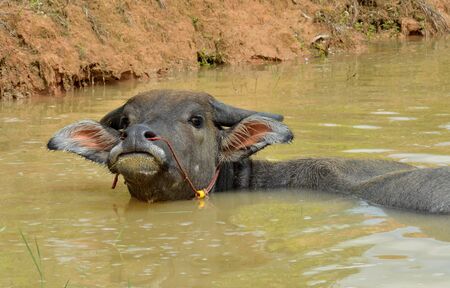 Buffalo, pet of farmer can float on water.の写真素材