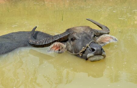 Buffalo, pet of farmer can float on water.の写真素材
