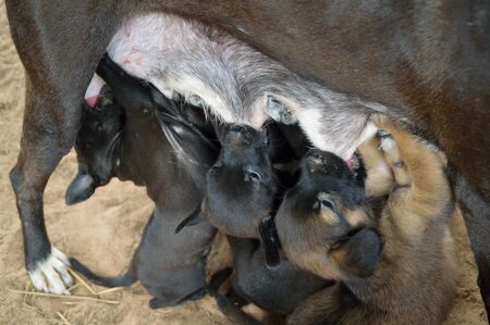 puppy love, suck up milk from motherの写真素材