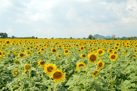 beautiful sunflower field in Thailandの写真素材