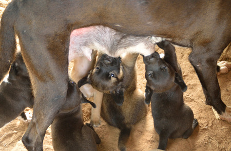 puppy love, suck up milk from motherの写真素材