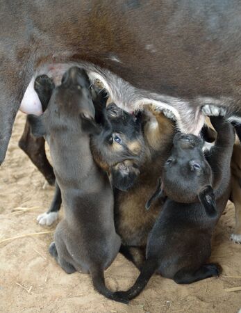 puppy love, suck up milk from motherの写真素材