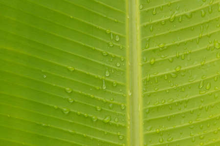 beautiful rain drops on banana leavesの写真素材