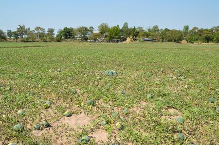 watermelon field in localの写真素材