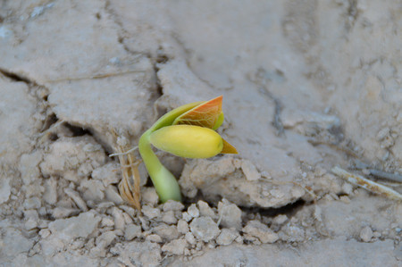 seeds germinate from the soilの写真素材