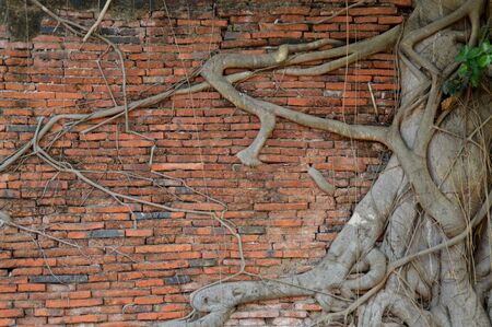 walls and treesの写真素材