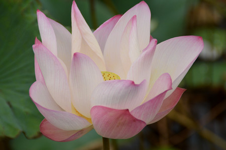beautiful pink lotusの写真素材