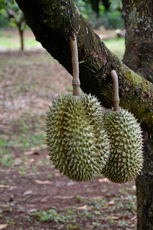 durian, tropical fruitの写真素材