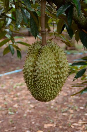 durian, tropical fruitの写真素材