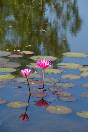 beautiful water lily in the pondの写真素材
