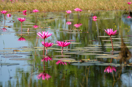 beautiful water lily in the pondの写真素材