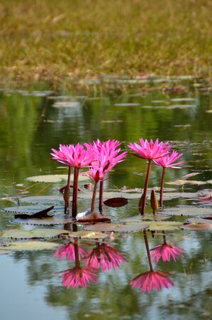beautiful water lily in the pondの写真素材