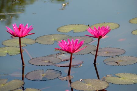 beautiful water lily in the pondの写真素材