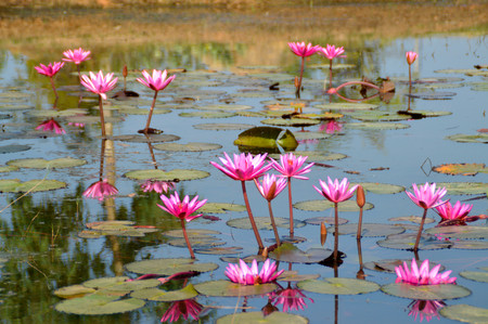 beautiful water lily in the pondの写真素材