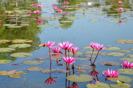 beautiful water lily in the pondの写真素材