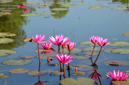 beautiful water lily in the pondの写真素材