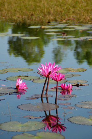 beautiful water lily in the pondの写真素材