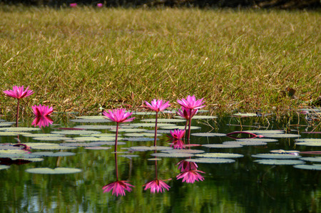 beautiful water lily in the pondの写真素材