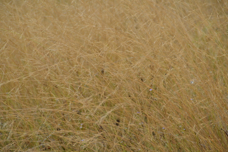 summer meadow, nature backgroundの写真素材
