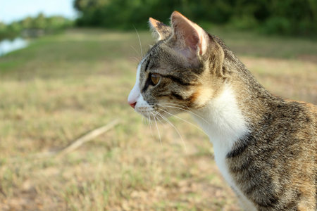 catの写真素材