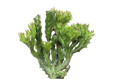 Cactus isolate on white background.の写真素材