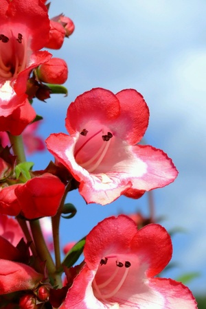 Red blossom and blue skyの素材