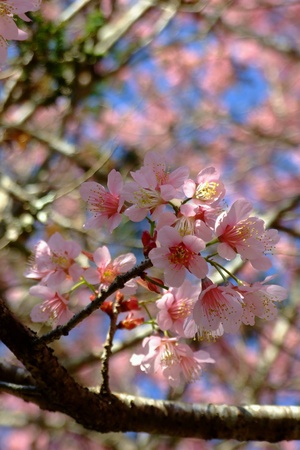 Cherry blossom in Thailand - Thai Sakuraの素材