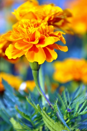 Marigoldの写真素材