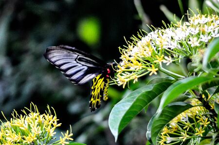 consumption of the butterflyの写真素材