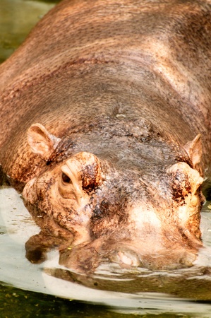 Hippopotamusの写真素材