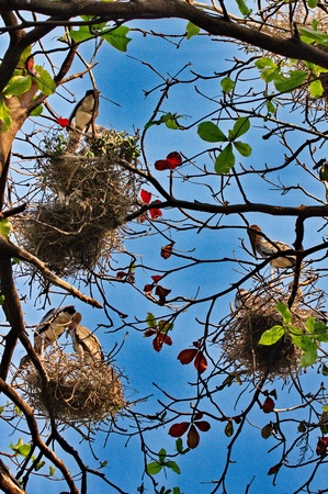 bird nestの写真素材