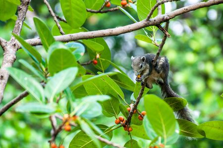 Squirrelの写真素材