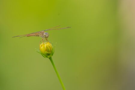 Mangpor is on a flower
