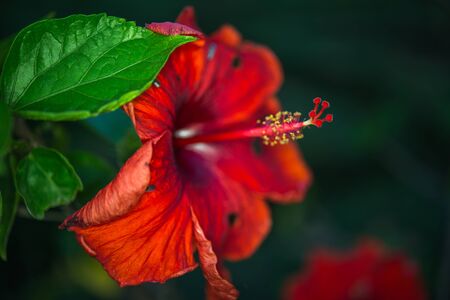 Chaba flowerの写真素材
