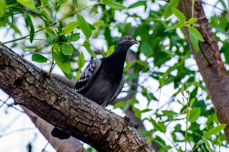 pigeon