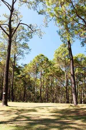 pine treeの写真素材