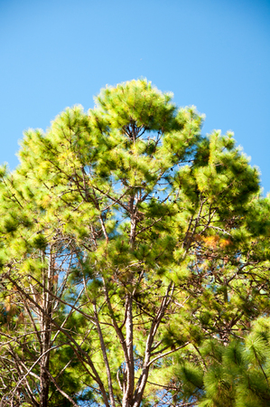 pine treeの写真素材