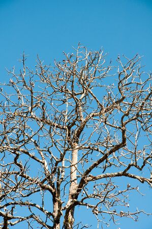 leafless treeの写真素材