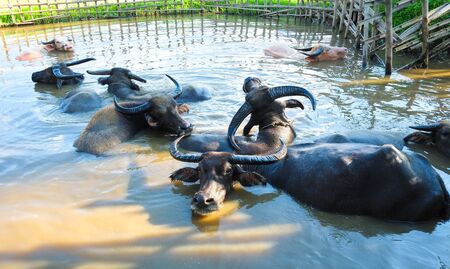 Buffalo farm