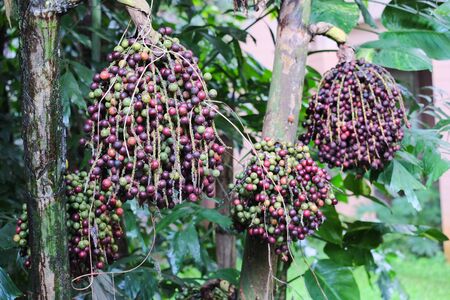 Caryota urens plant.の写真素材