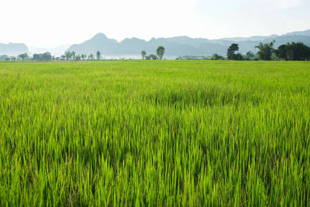 Rice field in Northern of Thailand.の写真素材