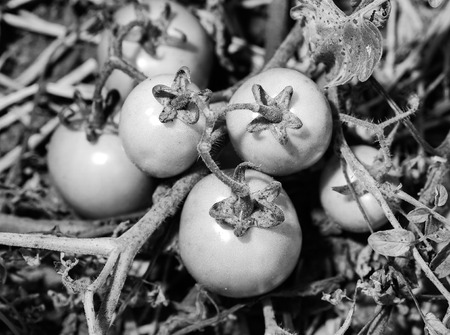 Young green tomatoes on branches. Agriculture concept with black and white color effect.の写真素材
