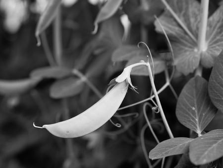 Rip green peas a pod growing on the farm, closeup with black and white color effect.