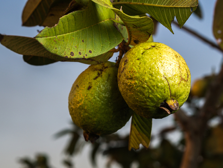 Fresh green Guava hanging on the tree.の写真素材