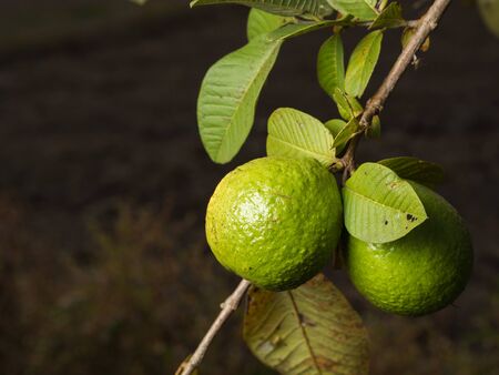 Fresh green Guava hanging on the tree.の写真素材