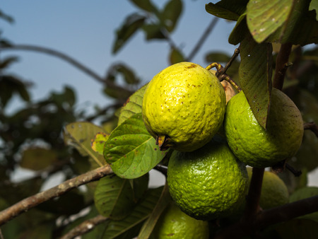 Fresh green Guava hanging on the tree.の写真素材