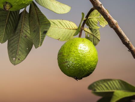 Fresh green Guava hanging on the tree.の写真素材