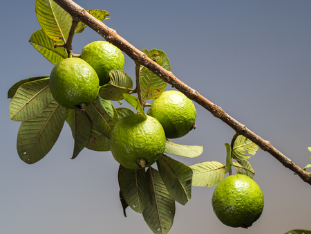 Fresh green Guava hanging on the tree.の写真素材