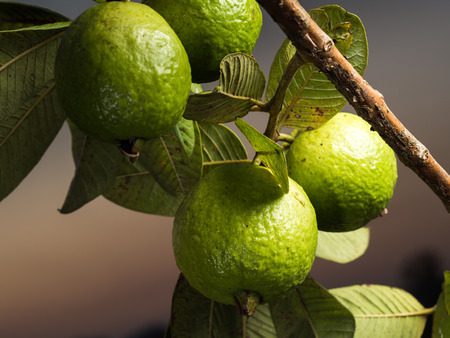 Fresh green Guava hanging on the tree.の写真素材