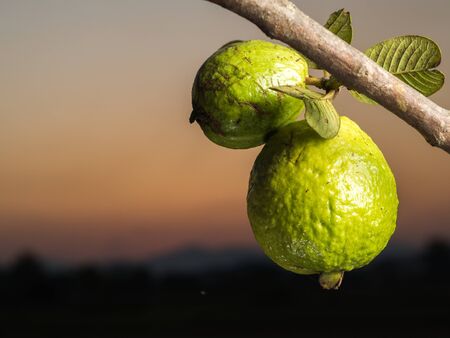 Fresh green Guava hanging on the tree.の写真素材